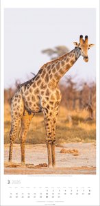 Giraffen Kalender 2026