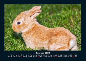 Haustierkalender 2022 Fotokalender DIN A4