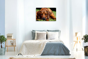 Premium Textil-Leinwand 90 cm x 60 cm quer Ein Motiv aus dem Kalender Ridgebacks - Hunde aus Afrika