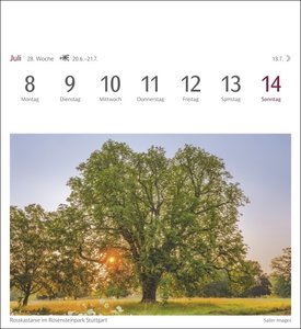 Bäume Postkartenkalender 2024. Fotokalender mit 53 Postkarten zum Sammeln und Verschicken. Dekorative Baum-Aufnahmen von bekannten Fotografen. Wochen-Tischkalender 2024