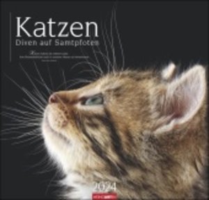 Katzen - Diven auf Samtpfoten Kalender 2024. Eigenwillig und geliebt: Katzen-Porträts in einem großen Wandkalender. Tierkalender 2024 für Katzenfans. 48x46 cm