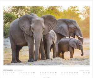 Elefanten Kalender 2026