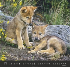 Wölfe. Tierkalender 2024 mit Wolf-Fotos vom bekannten Fotografenpaar Jean-Louis Klein und Marie-Luce Hubert. Foto-Wandkalender mit eindrucksvollen Tier-Aufnahmen. 48x46cm