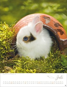 Kaninchenkinder Posterkalender 2026
