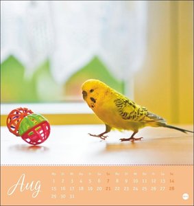 Freche Wellensittiche Postkartenkalender 2022