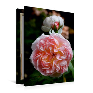 Premium Textil-Leinwand 60 cm x 90 cm hoch Englische Rose, Apricot