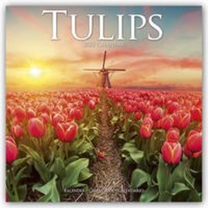 Tulips - Tulpen 2022