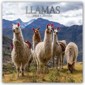 Llamas - Lamas 2022 - 16-Monatskalender