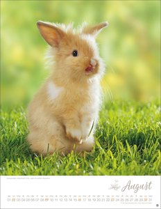 Kaninchenkinder Posterkalender 2026