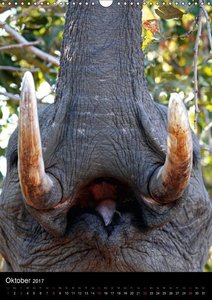 Sanfte Riesen - Afrikas Elefanten (Wandkalender 2017 DIN A3 hoch)