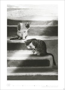 Cats Edition Kalender 2026