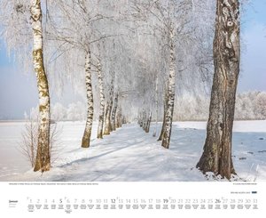 Bäume – Alleen 2025 – Wandkalender 52 x 42,5 cm – Spiralbindung