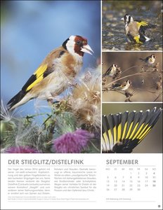 Vögel in unseren Gärten Posterkalender 2022