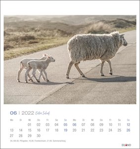 Extra Schaf Postkartenkalender 2022