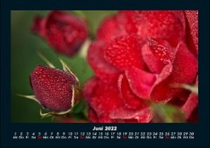 Rosen-Kalender 2022 Fotokalender DIN A4