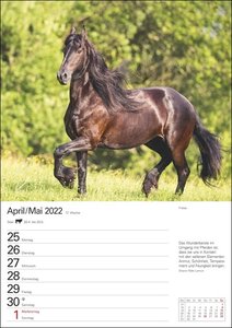Pferde Kalender 2022