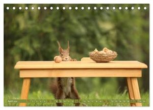 Eichhörnchen - Kleine Fotostars (Tischkalender 2024 DIN A5 quer), CALVENDO Monatskalender