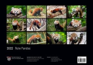 Rote Pandas 2022 - Black Edition - Timokrates Kalender, Wandkalender, Bildkalender - DIN A3 (42 x 30 cm)