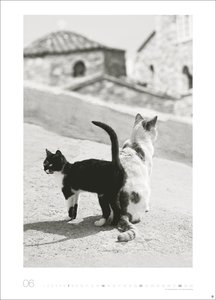 Cats Edition Kalender 2026