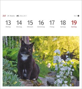 Katzen Postkartenkalender 2026