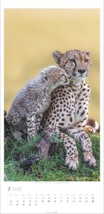 Big Cats Kalender 2026