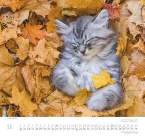 Geliebte Stubentiger 2024 - DUMONT Wandkalender - mit den wichtigsten Feiertagen - Format 38,0 x 35,5 cm