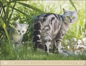 Katzenkalender 2024. Wandkalender mit 12 traumhaft schönen Fotos der renommierten Fotografin Monika Wegler. Tierkalender 2024. Querformat 44x34 cm.