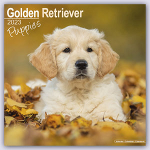 Golden Retriever Puppies - Golden Retriever-Welpen 2023 - 16-Monatskalender