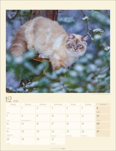 Katzen auf dem Lande Kalender 2026