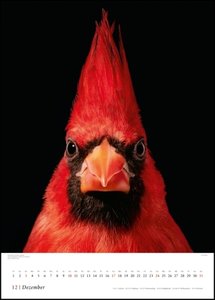 Tim Flach: Vögel 2023 – Posterkalender von DUMONT– Vogel-Porträts von Tim Flach – Poster-Format 50 x 70 cm