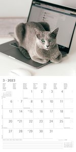 Funny Cats 2023 - Broschürenkalender 30x30 cm (30x60 geöffnet) - Kalender mit Platz für Notizen - Katzen - Bildkalender - Wandplaner - Katzenkalender