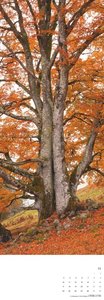 Bäume 2025 - Foto-Kalender - Wand-Kalender - King-Size - 34x98