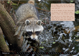GEOclick Lernkalender: Steckbriefe von Tieren aus fernen Ländern: Florida/USA