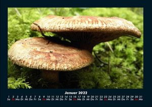 Pilzkalender 2022 Fotokalender DIN A4