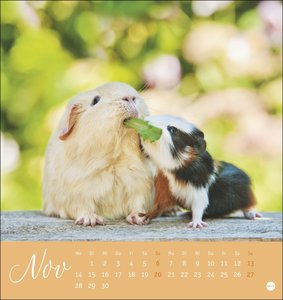 Kuschelige Meerschweinchen Postkartenkalender 2022