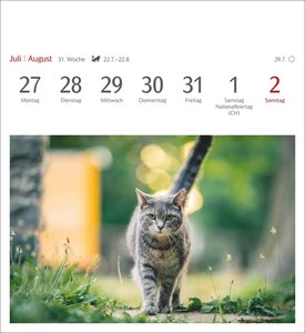 Katzen Postkartenkalender 2026