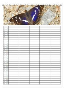 Schmetterlinge: Filigrane Flieger / Familienkalender (Tischkalender 2024 DIN A5 hoch), CALVENDO Monatskalender