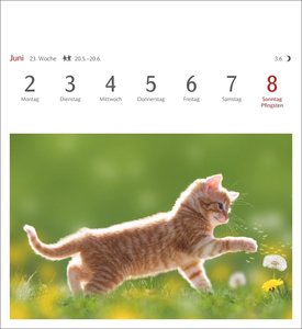 Katzen Postkartenkalender 2025