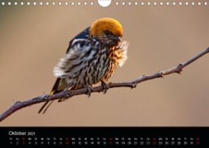 Botswanas Vogelwelt (Wandkalender 2021 DIN A4 quer)