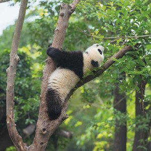 Pandas 2022