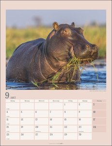 Der kleine Nilpferde-Kalender 2023. Praktischer Posterkalender mit Platz für Termine und tollen Nilpferd-Fotos zum Staunen und Schmunzeln. Foto-Wandplaner 2023.