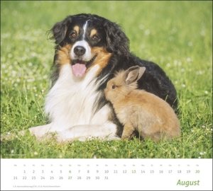 Echte Freunde Bildkalender 2023. Süße Tierfreundschaften in einem Kalender Großformat. Hochwertiger Fotokalender für Tierfreunde. Großer Wandkalender im Querformat.