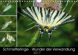 Schmetterlinge - Wunder der Verwandlung