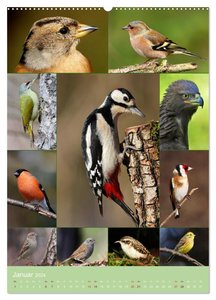 Alles für die Vögel (Wandkalender 2024 DIN A2 hoch), CALVENDO Monatskalender