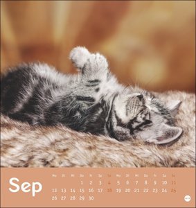 Tierisch entspannte Katzen Postkartenkalender 2022