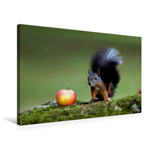 Premium Textil-Leinwand 75 cm x 50 cm quer Ein Motiv aus dem Kalender Eichhörnchen kleine Fotostars