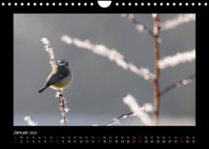 Märchenhafte Vogelwelt (Wandkalender 2023 DIN A4 quer)