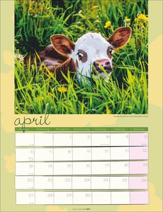 Kuh Kalender 2026