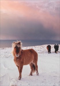 Scandinavian Dreams Posterkalender 2026