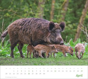 times&more Heimische Tiere Bildkalender 2026